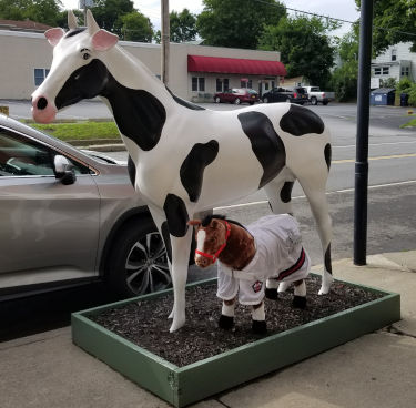 Micro and a cow