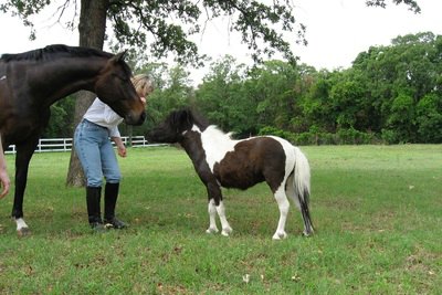 A pinto mini and a big pal!