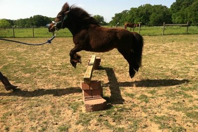 And one who can jump!