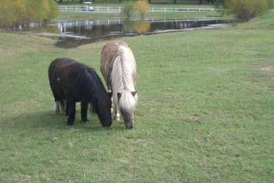 Companionship
