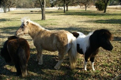 A mini trio