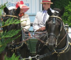Horse show 1