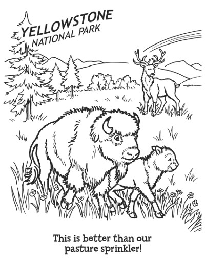 Itty and Bitty Coloring Bison and not Buffalo
